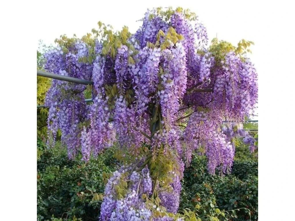 Vistárie čínská Prolific, výška 50–70 cm, květináč 15 cm
