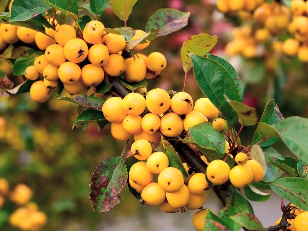 Okrasná jabloň Golden Hornet na kmínku 130–140 cm, výška 170–200 cm, květináč 25 l