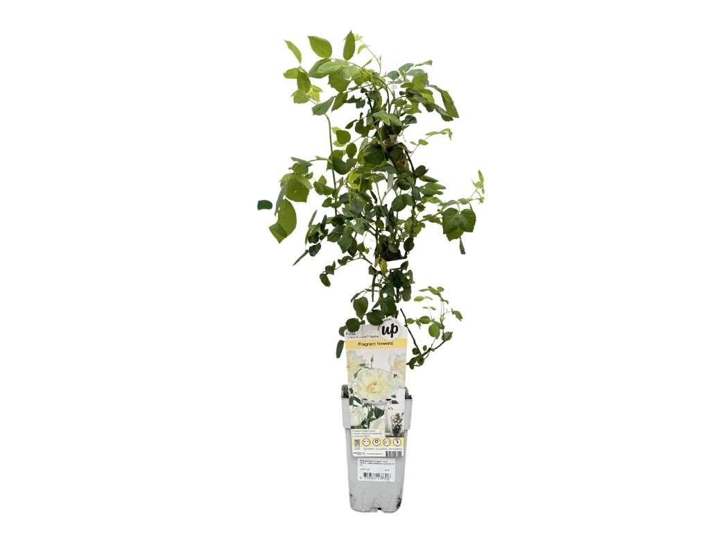 Růže popínavá Crazy in Love Vanilla, výška 50–60 cm, květináč 15 cm