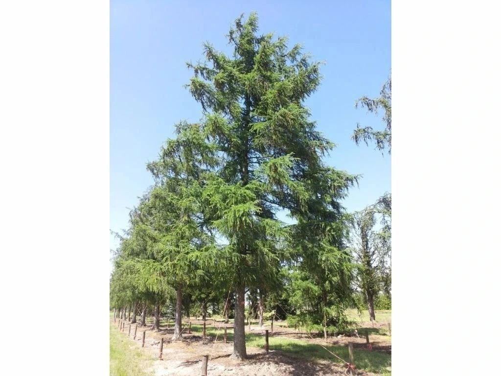 Modřín japonský, výška 90–120 cm, květináč 23 cm