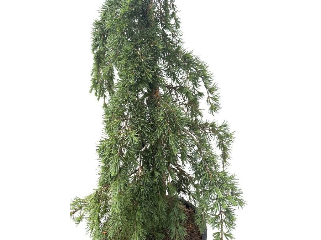 Cedr himálajský Feeling Blue, výška 100–130 cm, květináč 25 l