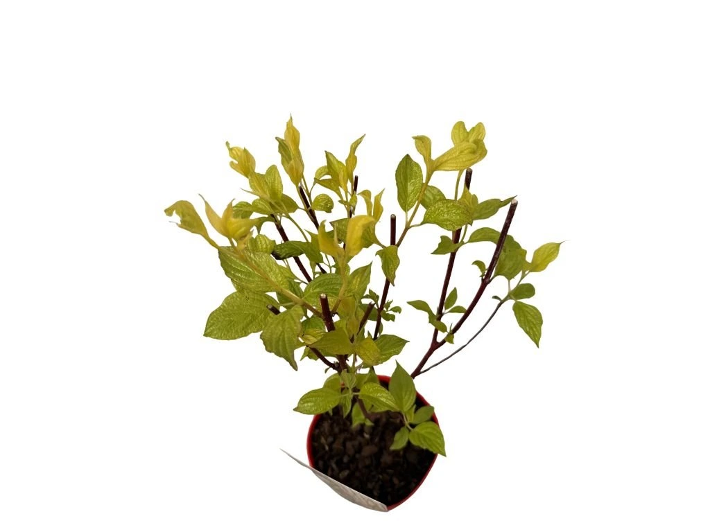 Svída bílá Sibirica, výška 30–40 cm, květináč 14 cm