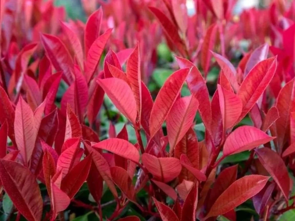 Blýskavka Fraserova Carre Rouge, výška 20–40 cm, květináč 11 cm