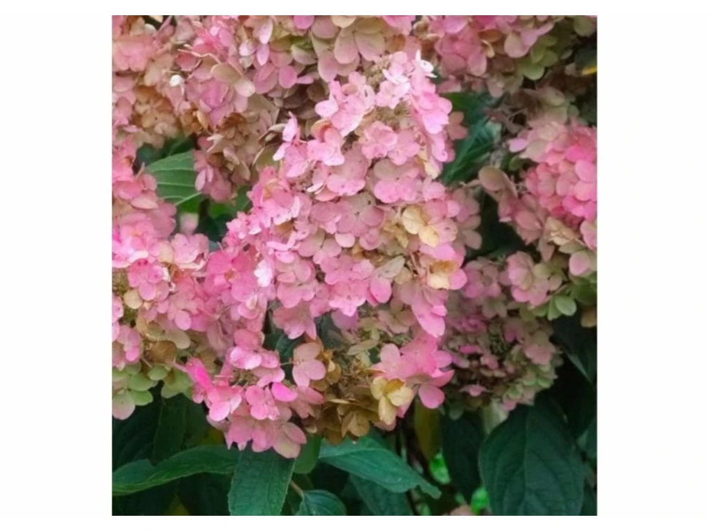 Hortenzie latnatá Pink Diamond, výška 30–40 cm, květináč 17 cm