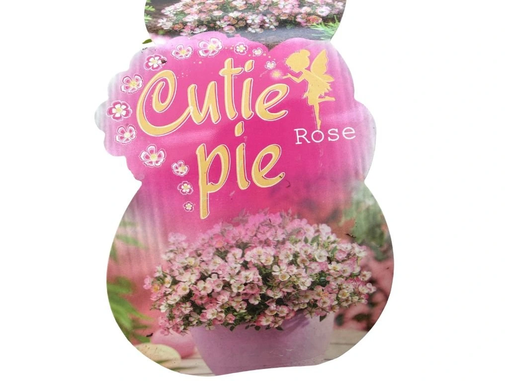Minirůže Cutie Pie, výška 10–15 cm, květináč 9 cm