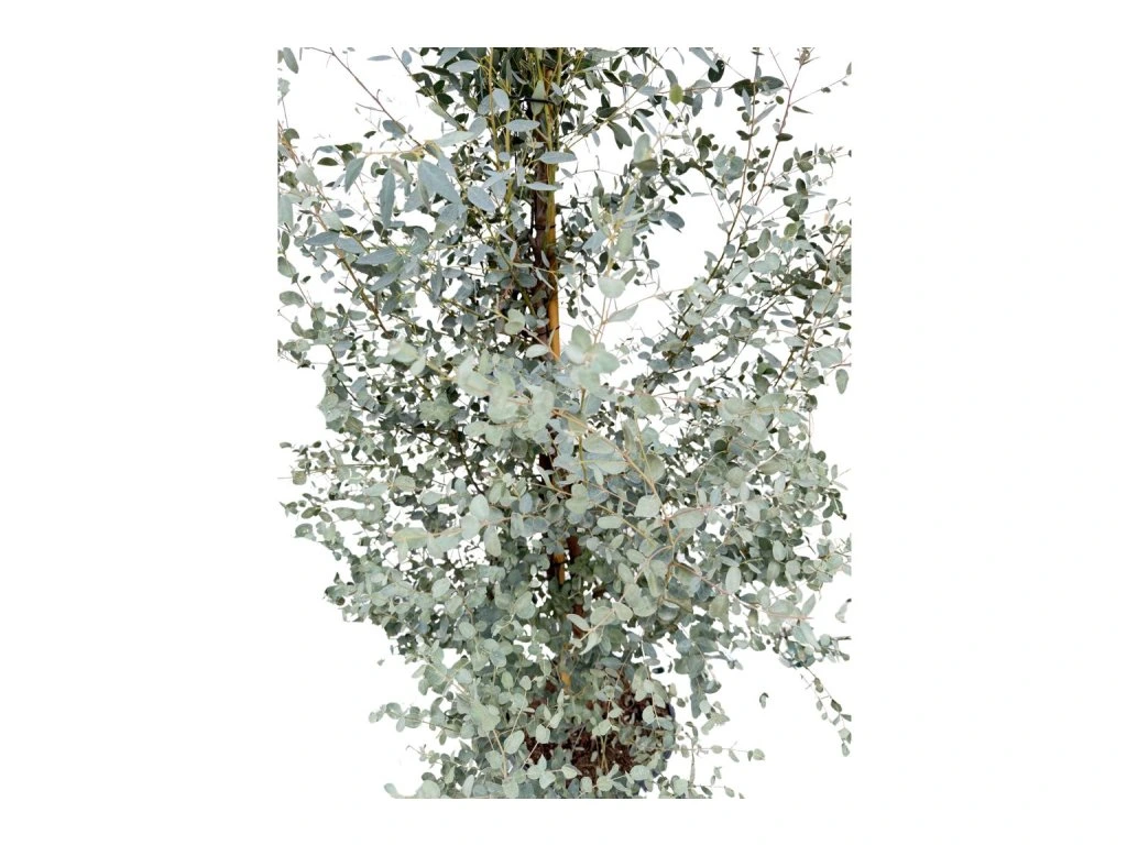 Eukalyptus Gunnii, výška 150–200 cm, květináč 18 l