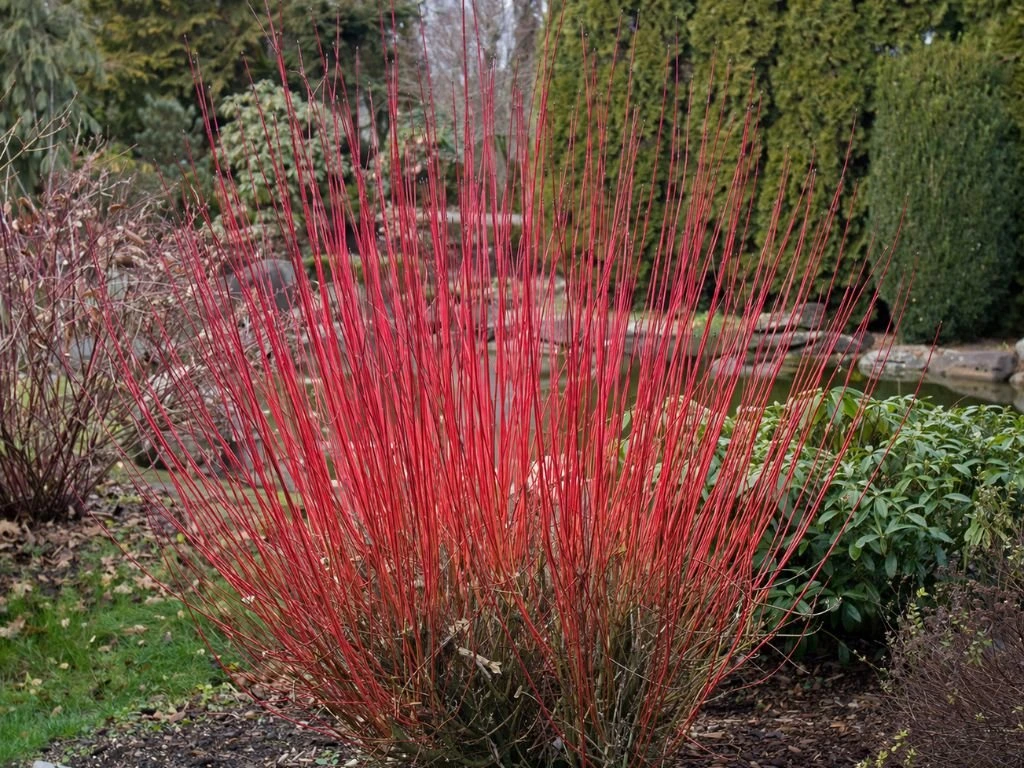 Svída bílá Sibirica, výška 30–40 cm, květináč 14 cm