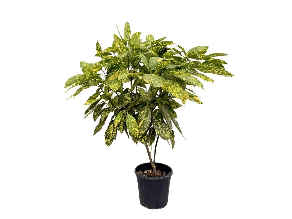Aukuba japonská Crotonifolia, výška 80–100 cm, květináč 10 l