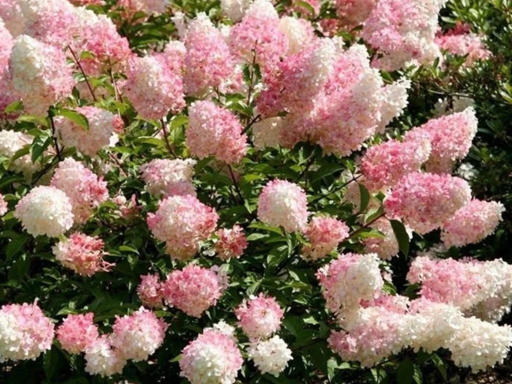 Hortenzie latnatá Vanille Fraise na kmínku 60 cm, výška 80–110 cm, květináč 5 l