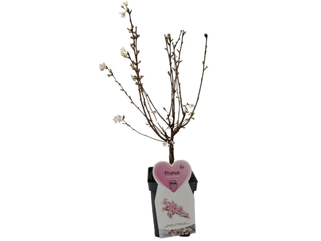 Okrasná slivoň Ruby, výška 50–80 cm, květináč 23 cm