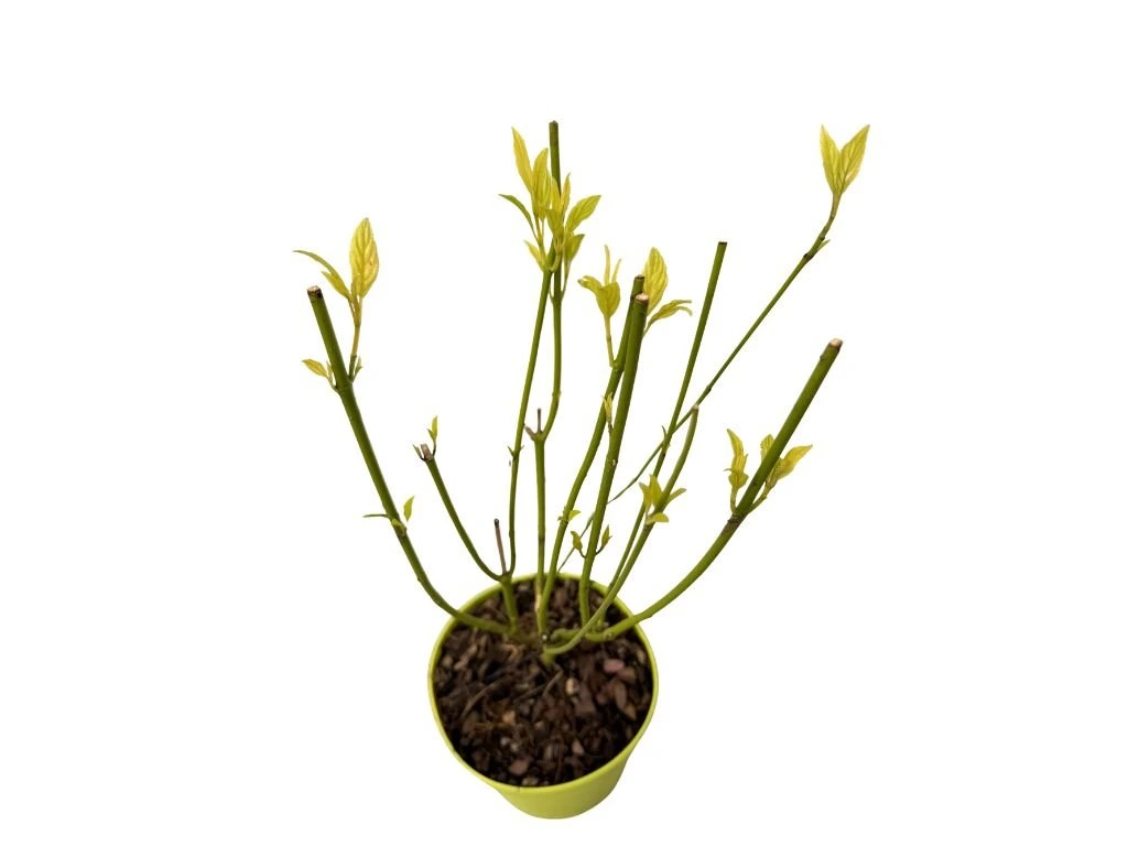 Svída výběžkatá Flaviramea, výška 30–40 cm, květináč 14 cm