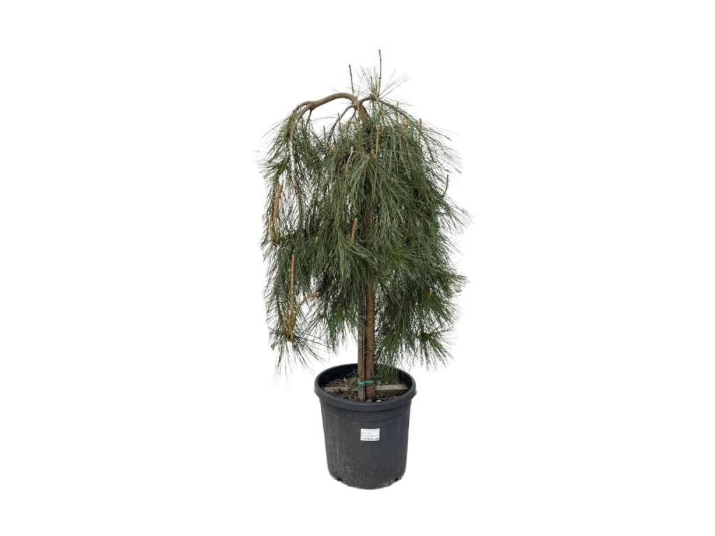Borovice Jotosho Pendula na kmínku, výška 90–100 cm, květináč 25 l