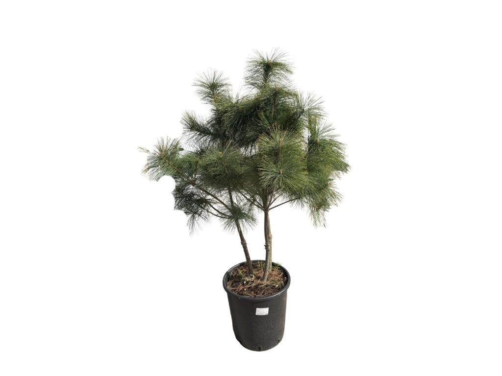 Borovice hladká Radiata, multikmen, výška 100–120 cm, květináč 25 l