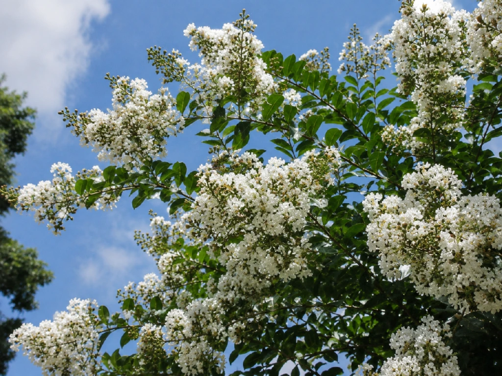 Myrta krepová Bianco Grassi na kmínku 80–90 cm, výška 120–140 cm, květináč 9 l