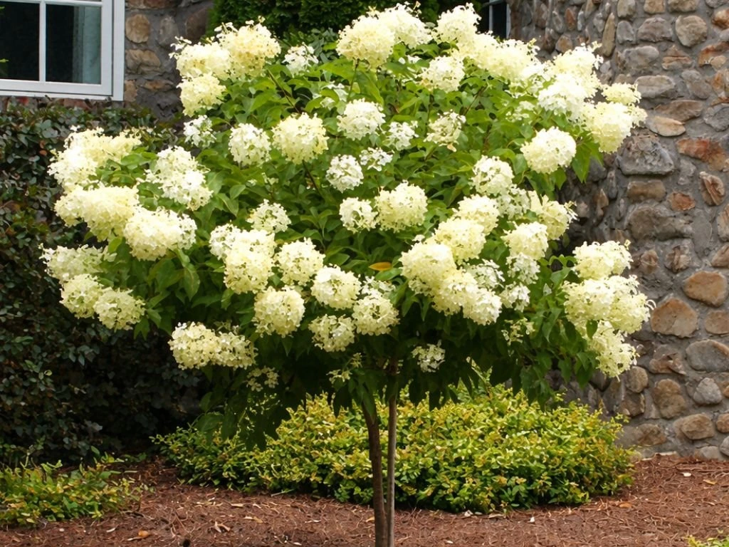 Hortenzie latnatá Limelight na kmínku 60 cm, výška 80–110 cm, květináč 5 l