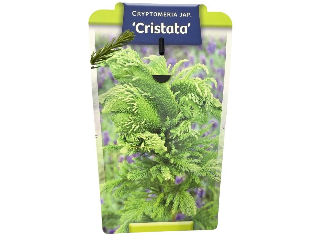 Kryptomerie japonská Cristata, výška 50–60 cm, květináč 23 cm