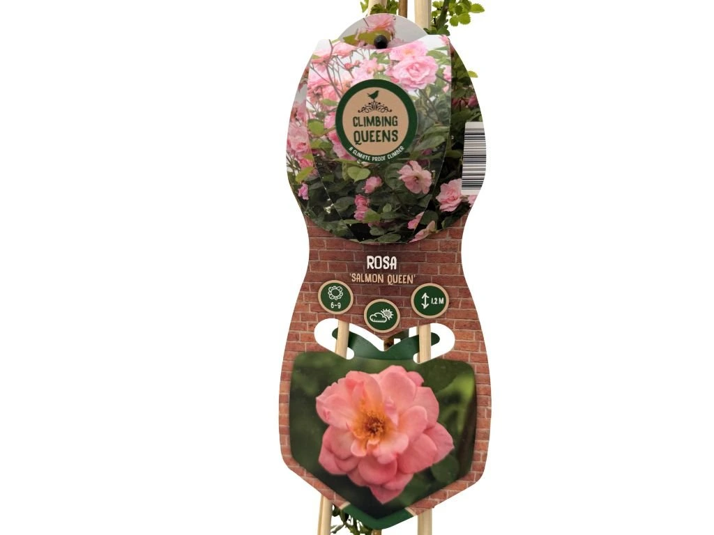 Růže popínavá Salmon Queen, výška 50–60 cm, květináč 1,5 l