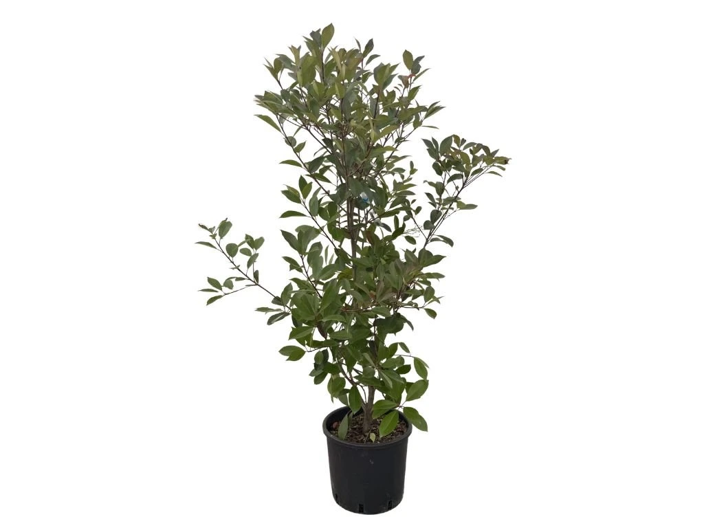 Blýskavka Fraserova Red Robin, výška 100–130 cm, květináč 15 l