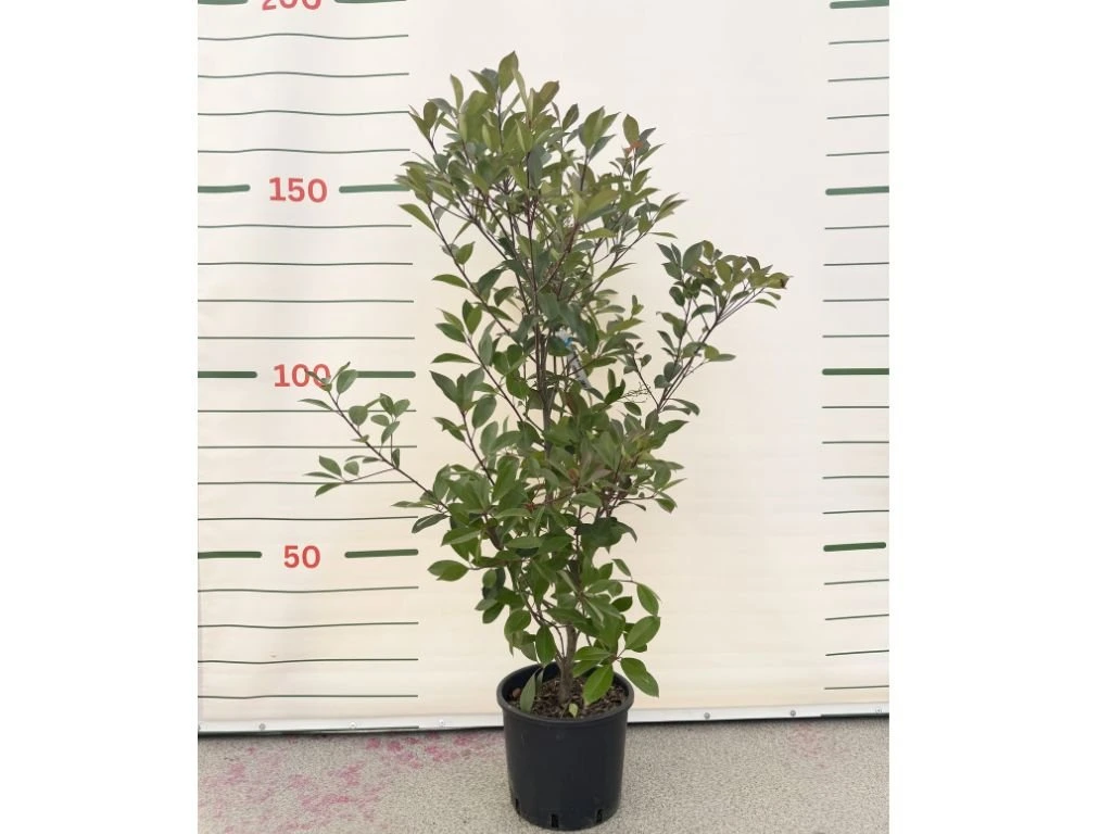 Blýskavka Fraserova Red Robin, výška 100–130 cm, květináč 15 l