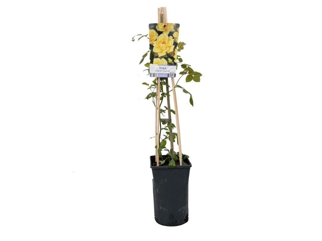 Růže popínavá Golden Climber, výška 50–60 cm, květináč 17 cm