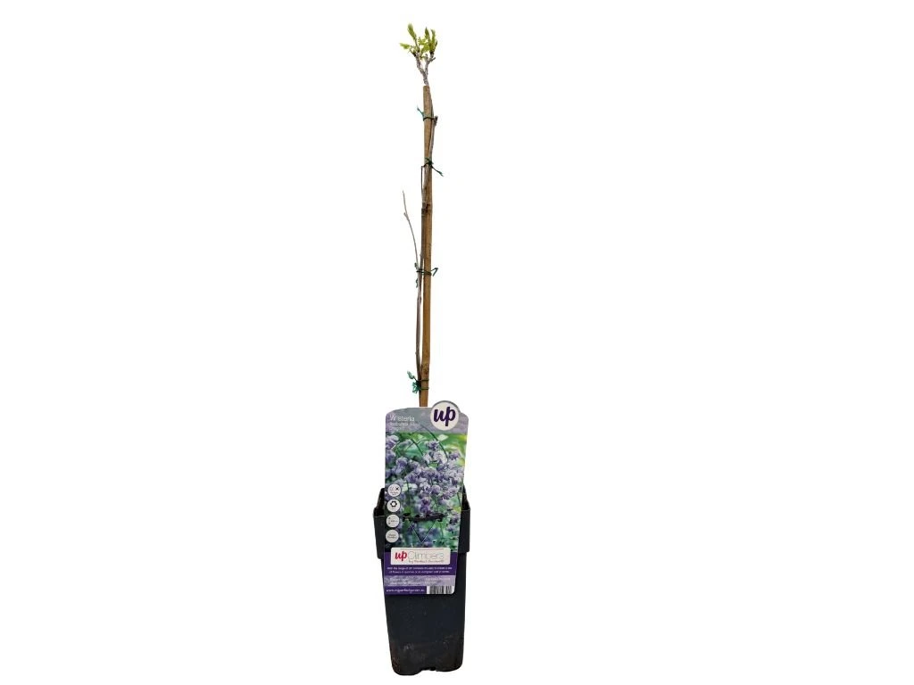 Vistárie květnatá Black Dragon, výška 50–70 cm, květináč 15 cm