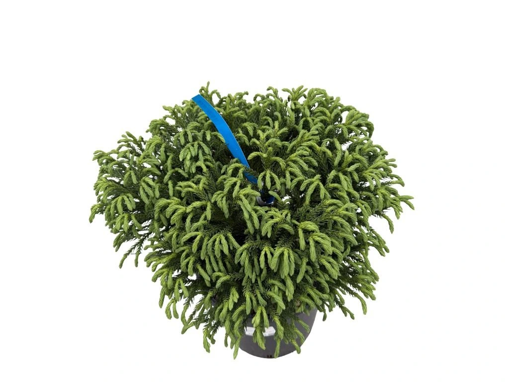 Kryptomerie japonská Globosa Nana, výška cca 30 cm, květináč 10 l
