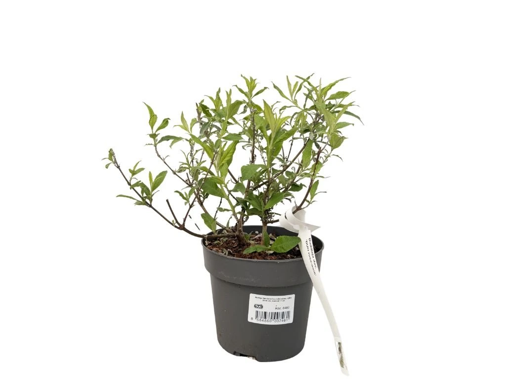 Komule Davidova Duo růžovobílá, výška 20–40 cm, květináč 17 cm