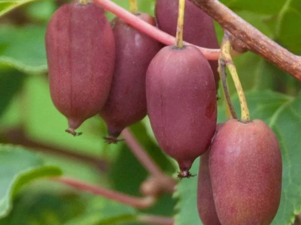 Mini kiwi Red Jumbo, výška 20–40 cm, květináč 9 cm