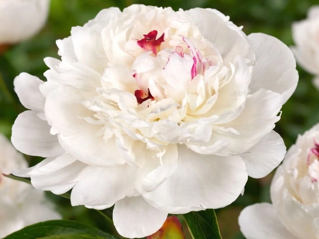 Pivoňka bylinná Festiva Maxima, květináč 1,5 l