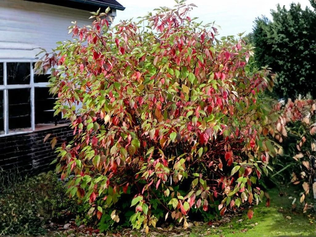Svída bílá Sibirica, výška 30–40 cm, květináč 14 cm