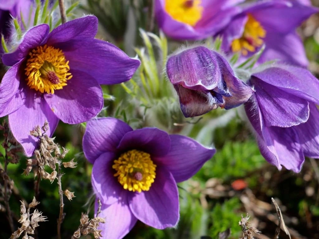 Koniklec obecný Pinwheel Blue Violet, květináč 9 cm
