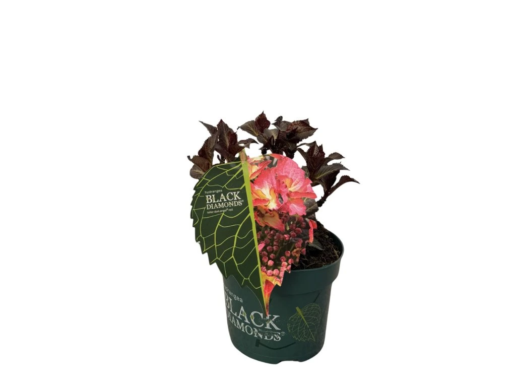Hortenzie kalinolistá Black Diamonds Dark Angel Red, výška 30 cm, květináč 17 cm