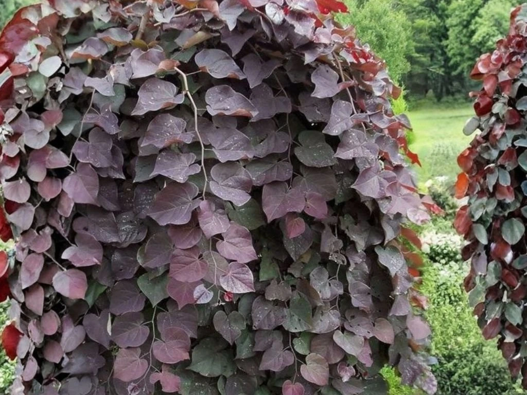 Zmarličník kanadský Ruby Falls, výška 180–200 cm, květináč 20 l