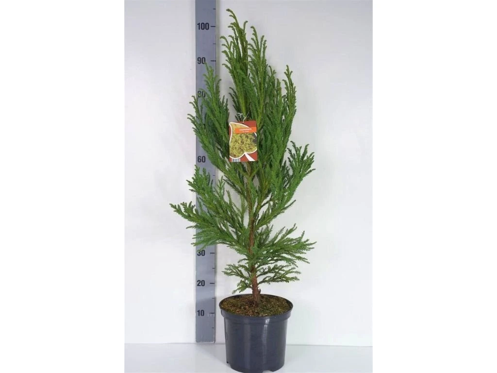 Kryptomerie japonská Jindai, výška 60–80 cm, květináč 23 cm