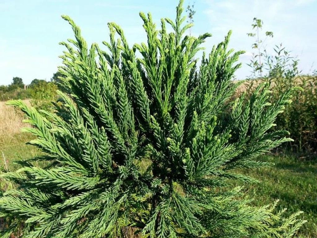 Kryptomerie japonská Lobbii, výška 70–90 cm, květináč 23 cm