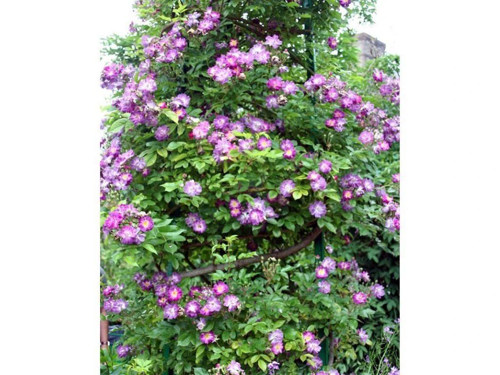 Růže popínavá Veilchenblau, výška 50–60 cm, květináč 17 cm