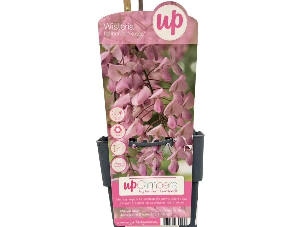 Vistárie květnatá Rosea, výška 50–70 cm, květináč 15 cm