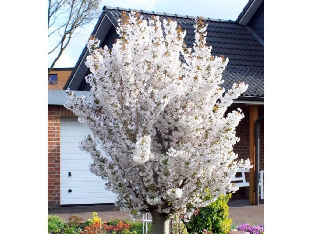 Okrasná třešeň Brilliant, výška 50–80 cm, květináč 23 cm