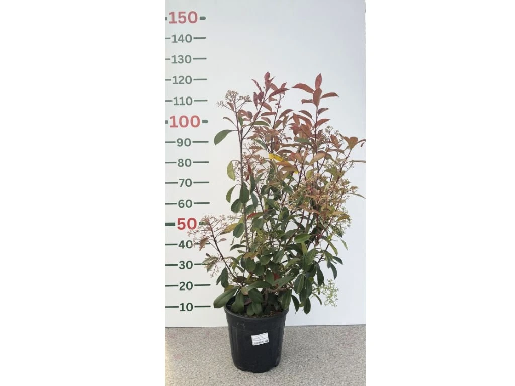 Blýskavka Fraserova Red Robin, výška 80–100 cm, květináč 9 l