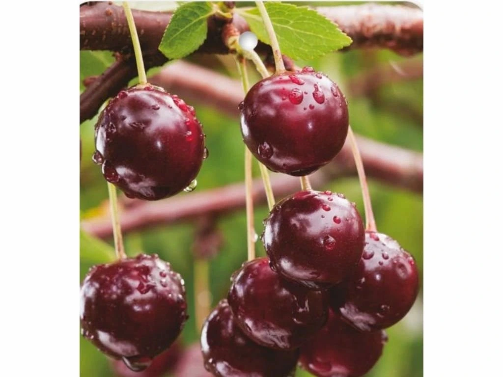 Višeň keřová Carmine Jewel, výška 30–40 cm, květináč 2 l
