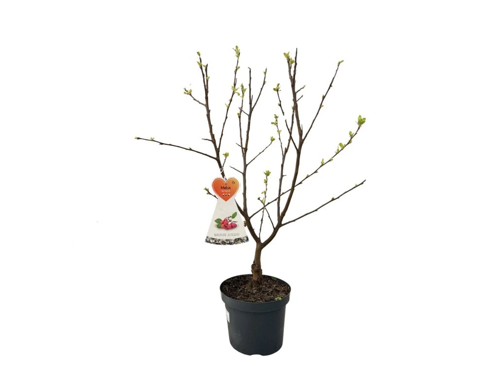 Okrasná jabloň Red Sentinel, výška 80–100 cm, květináč 26 cm