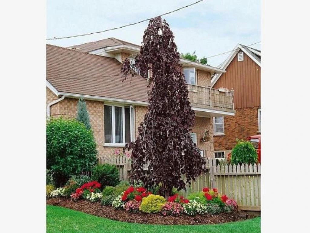 Buk lesní Purple Fountain, výška 200–250 cm, květináč 25 l