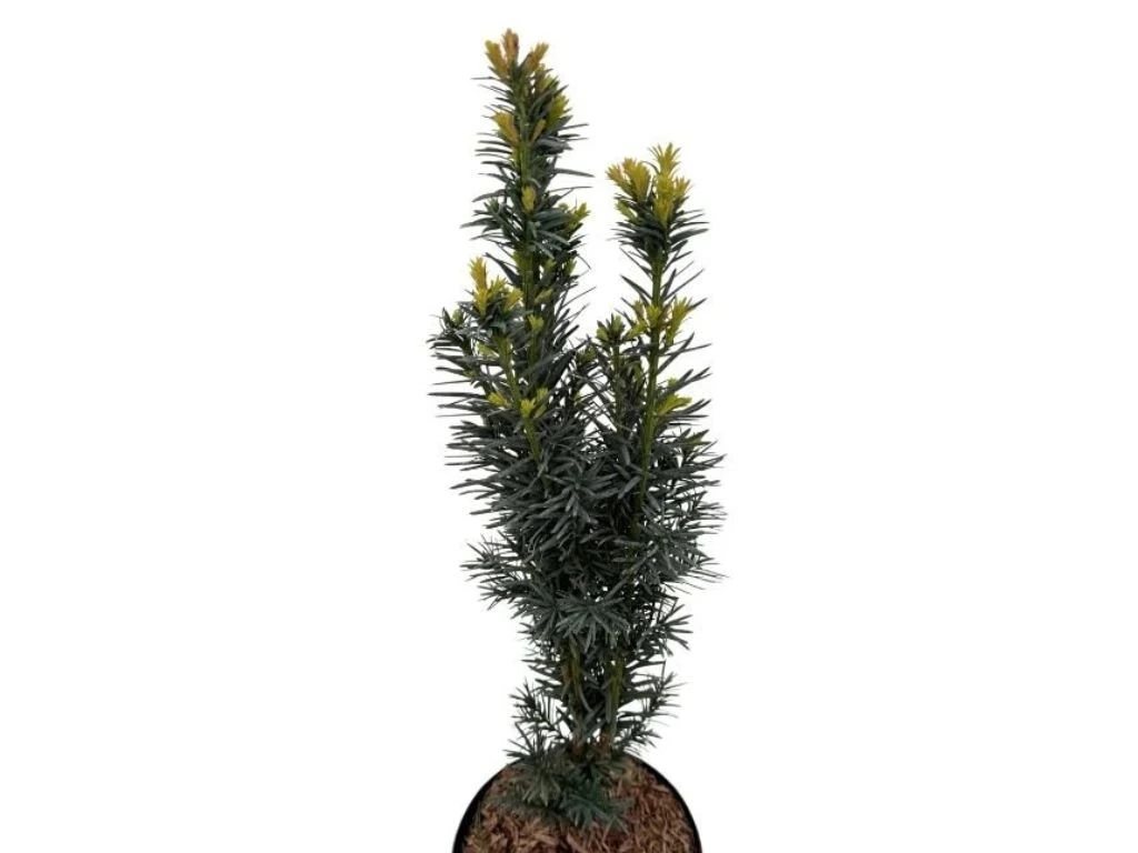 Tis japonský Harringtonův Fastigiata, výška 50–60 cm, květináč 19 cm