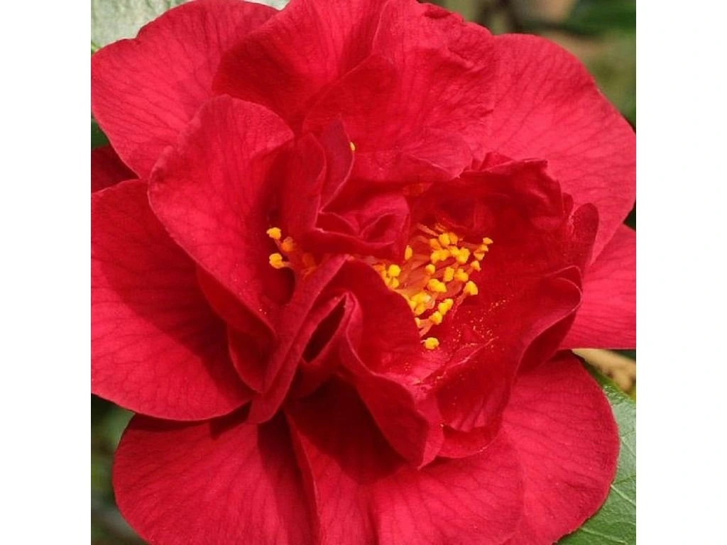 Kamélie japonská Dr. Burnside, výška 50–60 cm, květináč 9 l