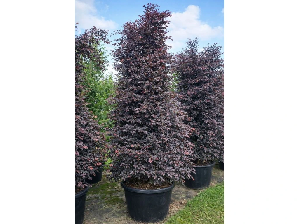 Loropetalum čínské Fire Dance, výška 60–80 cm, tvarovaný jehlan, květináč 10 l