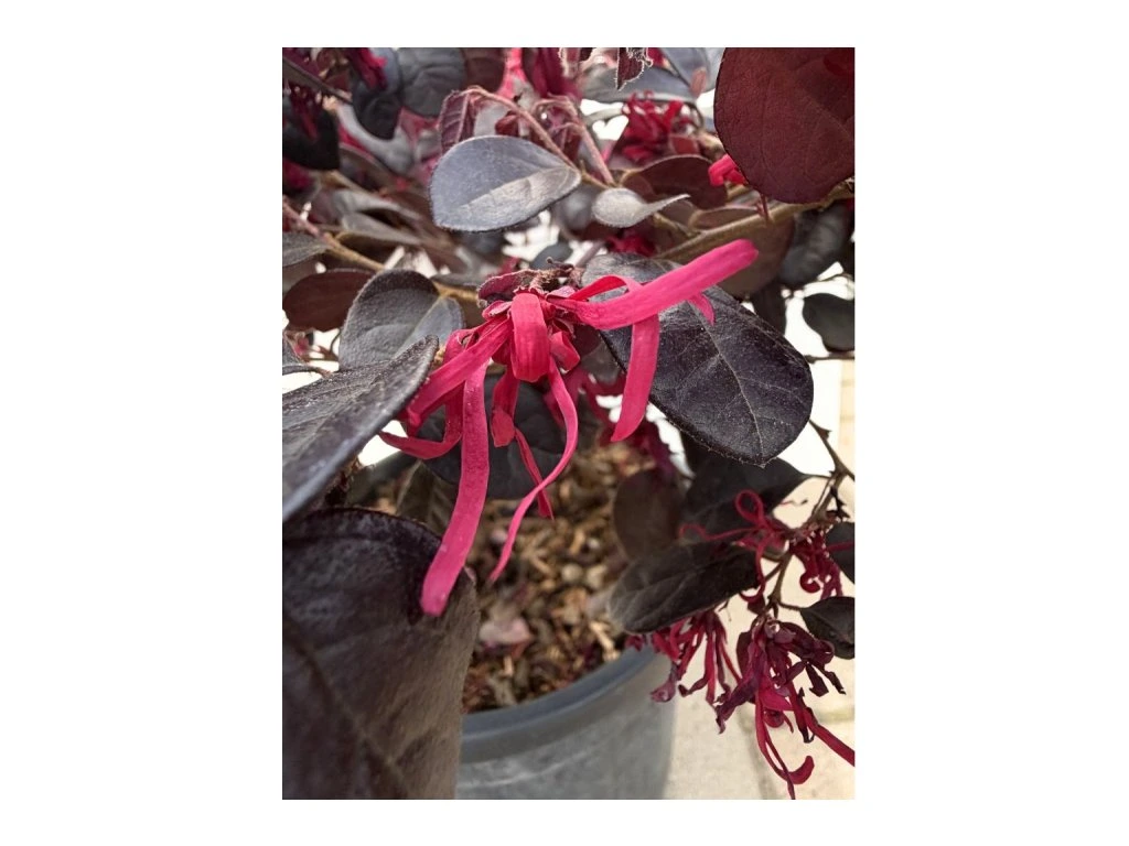 Vilín čínský Black Pearl, výška 30–50 cm, květináč 9 l