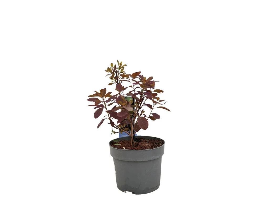 Ruj vlasatá Royal Purple, výška 20–40 cm, květináč 17 cm