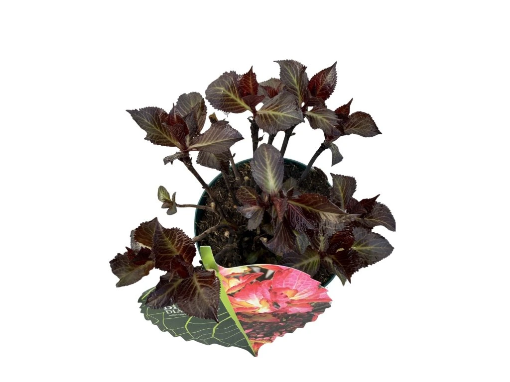 Hortenzie kalinolistá Black Diamonds Dark Angel Red, výška 30 cm, květináč 17 cm