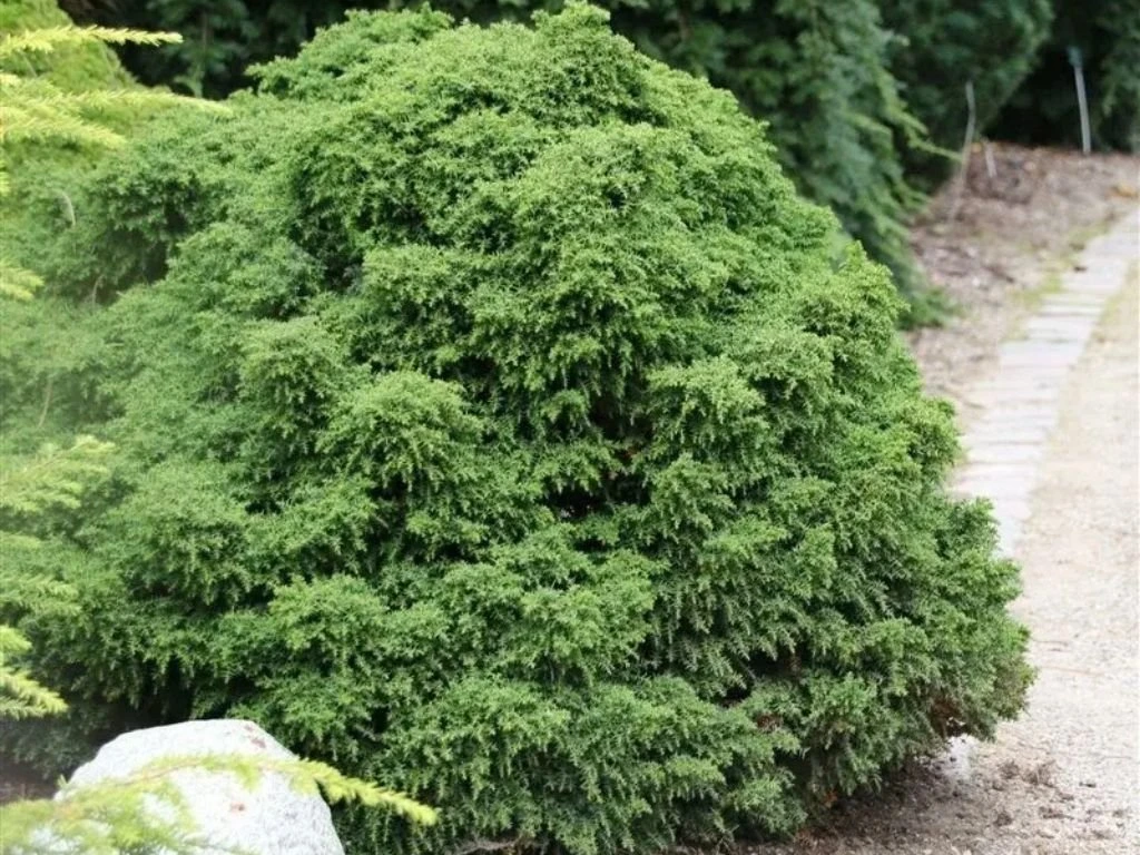 Kryptomerie japonská Yokohama, výška 20–30 cm, květináč 19 cm