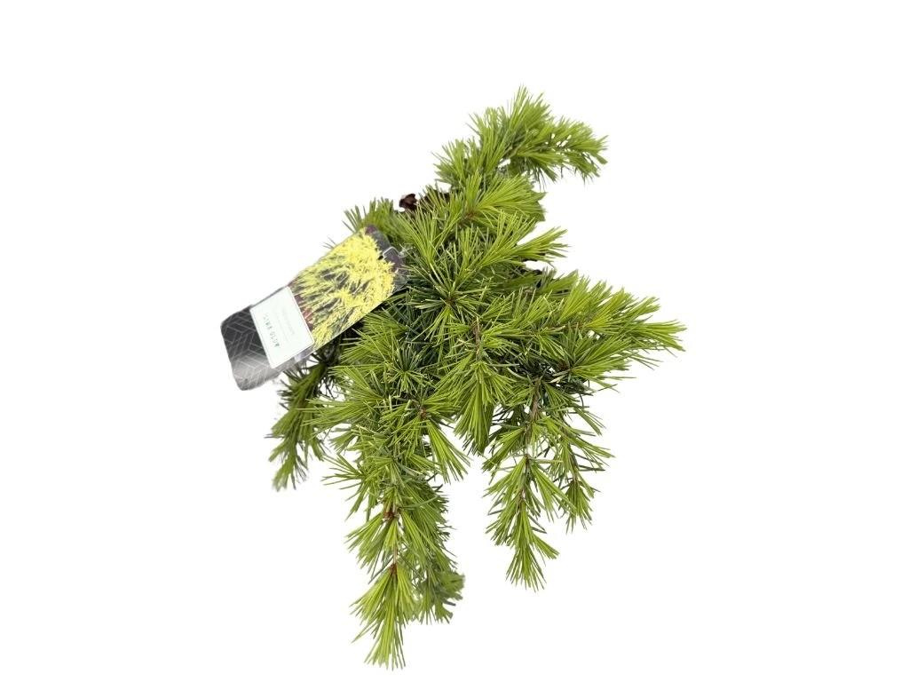 Cedr himálajský Lime Glow, výška 20–30 cm, květináč 5 l